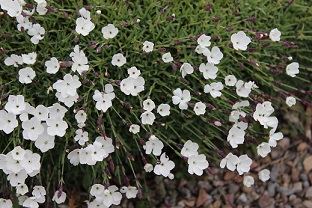 Dianthus 'Whatfield Wisp' - 8cm pot